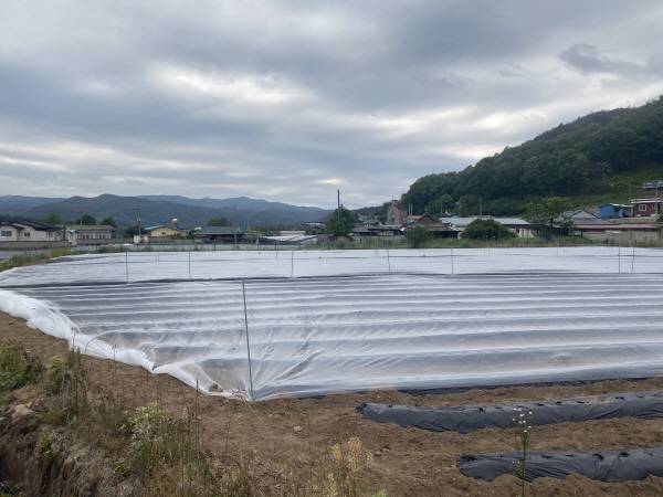 5월말 청송읍 송생리 밭에 곡식을 파종한 후 새떼들로 부터 종자를 보호하기 위해 방조망이 쳐져있다.