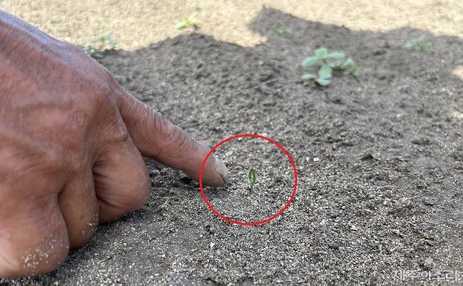 새끼 손톱보다도 작은 크기의 당근 새싹이 올라온 모습. ⓒ제주의소리