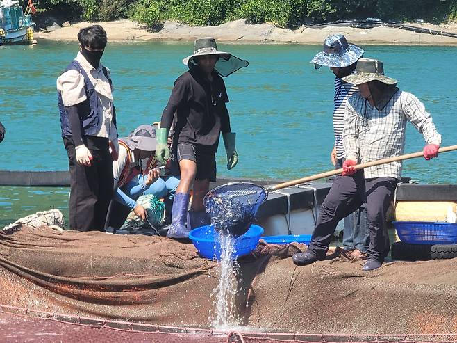 30일 오전 전남 여수시 가막만 김인형(65)씨 양식장에서 직원들이 우럭 치어를 뜰채로 떠 바다에 풀어주고 있다. /진창일 기자
