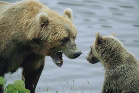 회색곰. 동아일보 DB