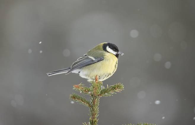 노랑배박새(학명 Parus major)는 숲에 사는 대표적인 조류로 유럽, 중동, 아시아, 북아프리카에 걸쳐 흔히 서식한다. 게티이미지뱅크 제공