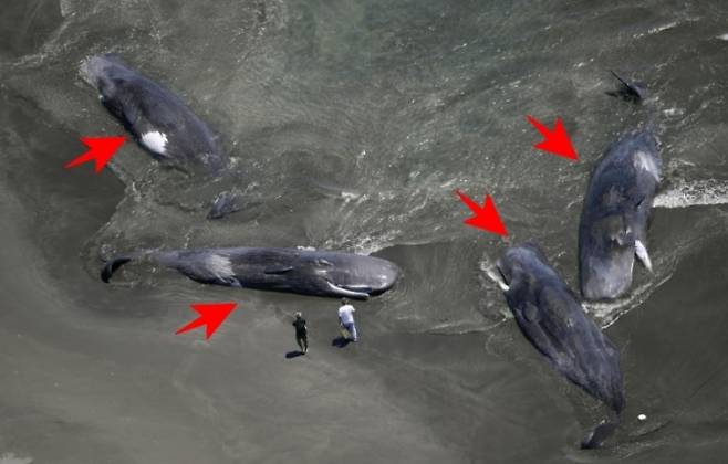 일본 현지시간으로 30일 지바현 다테야마시 해변에 고래 4마리가 떠밀려 와 있다. 도쿄 연합뉴스