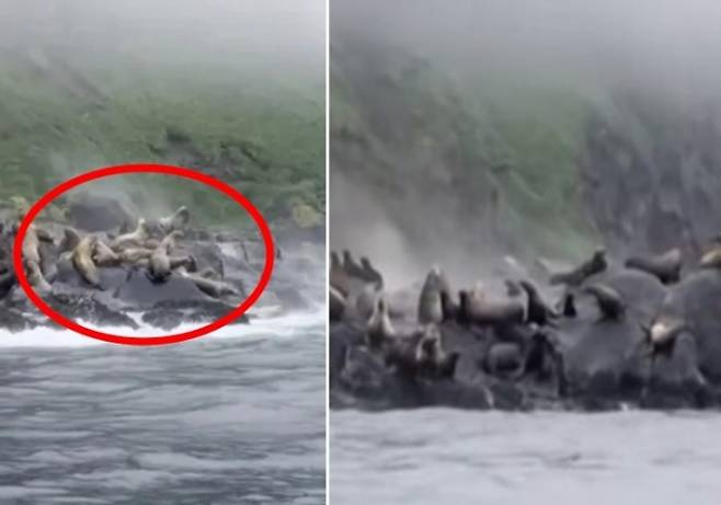 현지시간으로 30일 러시아 쿠릴 열도 북부에 있는 안치페로프 섬에 서식하는 바다사자 무리가 규모 8.8의 강진이 발생하자 일제히 바다로 뛰어들고 있다. 로이터 연합뉴스