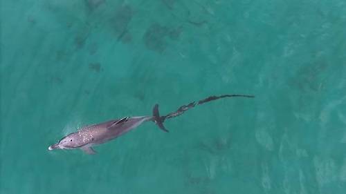 꼬리에 폐어구가 얽힌 채 목격된 남방큰돌고래 행운이 [다큐제주, 제주대학교 고래·해양생물보전연구센터 제공. 재판매 및 DB 금지]