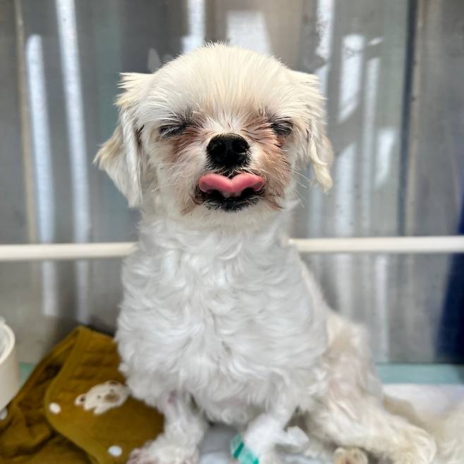 A씨의 반려견 쿠키 [견주 제공. 재판매 및 DB 금지]