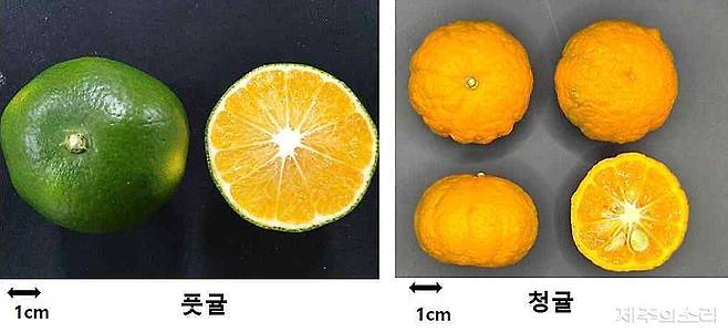 풋귤과 청귤을 비교한 농촌진흥청 발표 자료 갈무리.