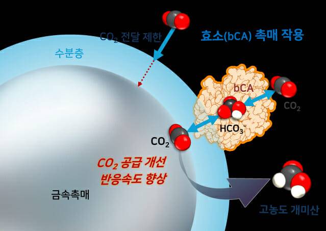 금속–효소 하이브리드 전극 기술 개념 이미지.