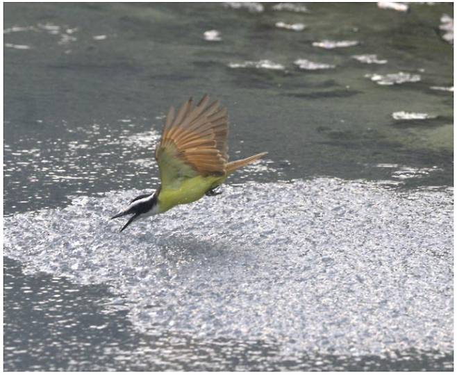 황화몰리 떼를 노리는 큰키스카디 새가 비행 중 부리를 물속에 담그며 공격을 시도하는 모습. 물고기 떼는 이처럼 위협 여부를 구분하기 어려운 상황에서도 집단 규모를 키워 정확한 판단을 해낸다. CREDIT/Korbinian Pacher