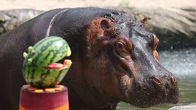 하마가 여름 특식을 먹고 있다. 뉴스1