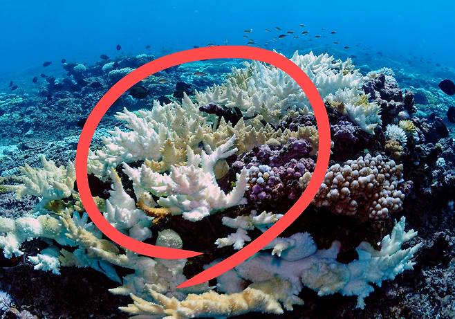 백화 현상이 나타난 태평양 산호초.[ICRI 제공]