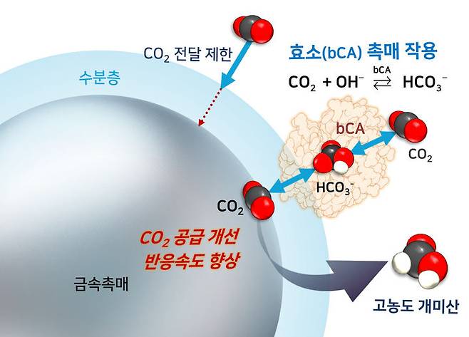 [서울=뉴시스] 사진은 박기태 교수 연구팀 연구 관련 이미지. (사진=건국대 제공) 2025.08.01. photo@newsis.com *재판매 및 DB 금지