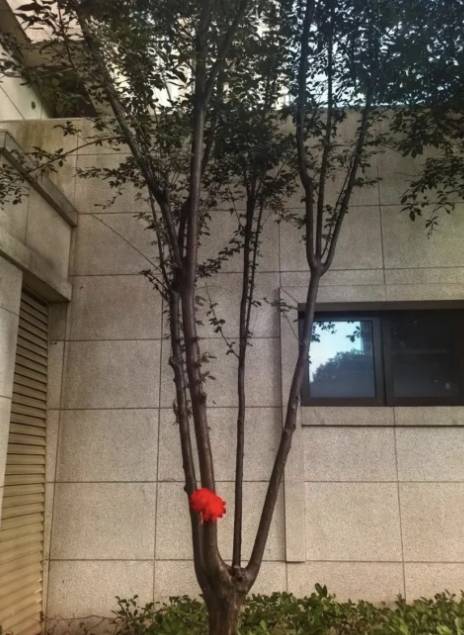 [출처=홍콩 사우스차이나모닝포스트(SCMP)]