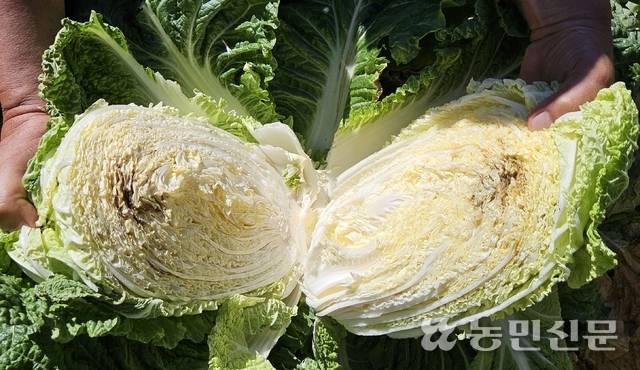 이른바 꿀통이 찬 배추. 꿀통 배추는 절반을 갈라봐야만 그 여부를 알 수 있다.