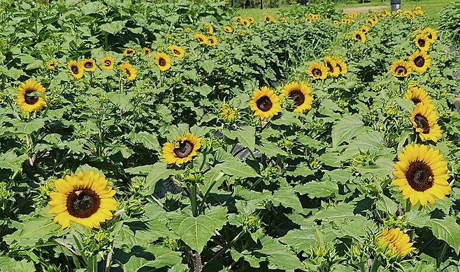 양산 황산공원 해바라기 [경남 양산시 제공. 재판매 및 DB 금지]