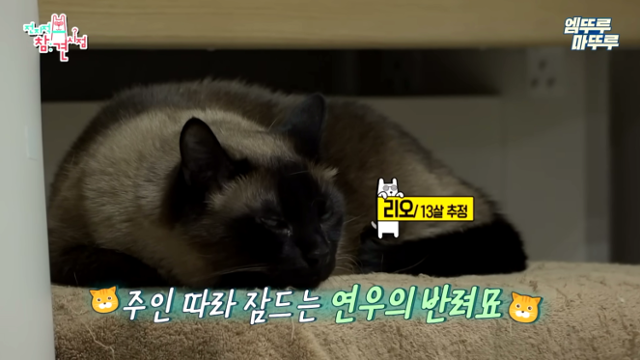 13세 추정 첫째 리오 엠뚜루마뚜루 유튜브 캡처