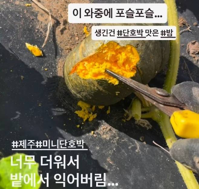 제주시 구좌읍 한 밭에서 너무 더운 날씨 탓에 익어버린 미니단호박. (제주볼레섬농장 SNS 캡처)
