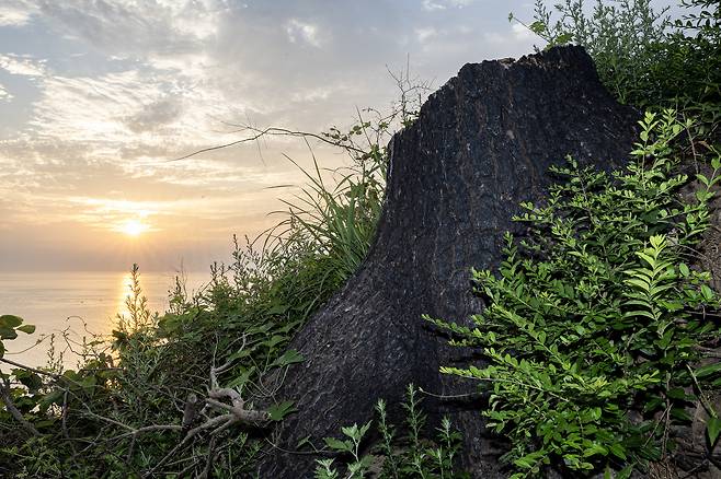 긴 세월 마을 어귀를 지키던 고목도 불에 탄 뒤 잘려 나가고 밑둥치만 남았다. 전민규 기자