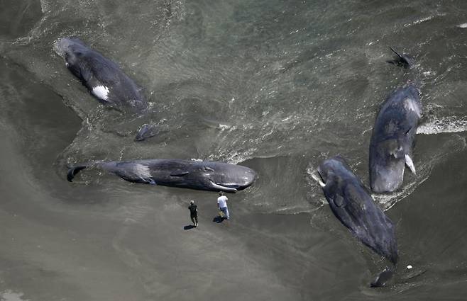 [도쿄 교도/연합]