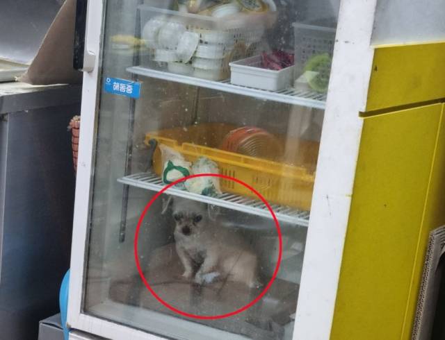 냉장고 안에 반려견. 연합뉴스