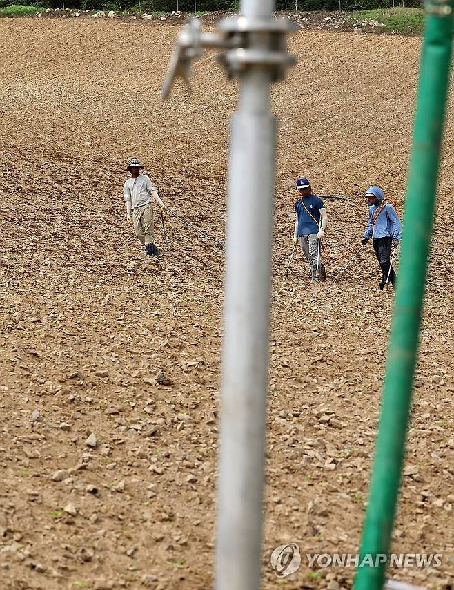 고랭지 배추밭에 물 주기 [연합뉴스 자료사진]