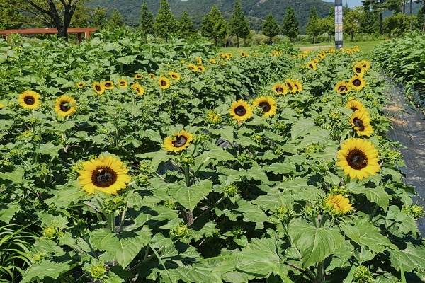 여름 햇살이 꽃으로 피어난 듯한 해바라기가 황산공원(서부광장 일원)에서 시민들의 방문을 기다리고 있다. / 양산시
