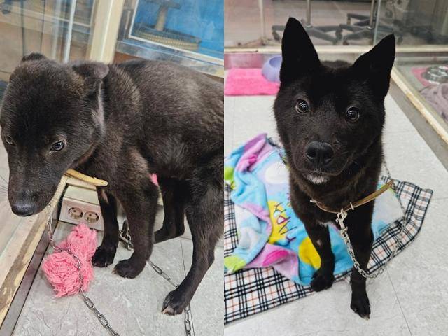 소심했던 시절 맹고(왼쪽)는 이제 밝고 적극적인 성격으로 변했다. 동물과함께행복한세상 제공