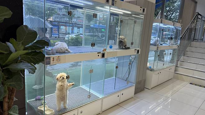 Small puppies are placed inside small glass showcases at a pet shop in western Seoul. [WOO JI-WON]
