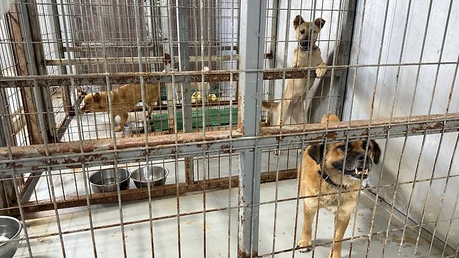 Mixed breed dogs waiting to be adopted at an animal shelter in Gyeonggi [WOO JI-WON]