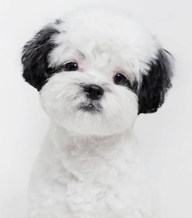 Pochacco, a popular dog on Instagram [POCHACO'S INSTAGRAM]