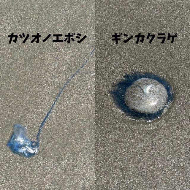 작은부레관해파리(사진 왼쪽)와 푸른우산관해파리. 미야자키시 엑스(X)