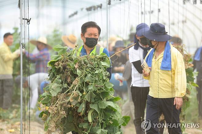 수해 농가 복구 돕는 정청래 당대표 (나주=연합뉴스) 김혜인 기자 = 정청래 신임 더불어민주당 대표가 3일 오전 전남 나주시 노안면 오이농가를 찾아 수해 복구 작업을 하고 있다. 2025.8.3 in@yna.co.kr