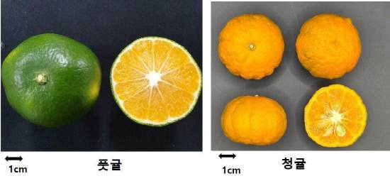 풋귤과 청귤의 외형 차이