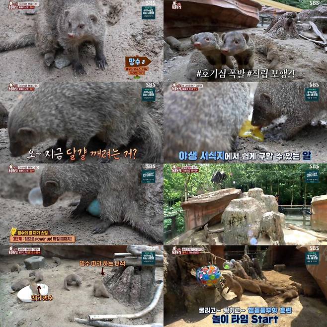 ‘TV동물농장’ 천재 몽구스 시청률 1위 (사진: SBS)