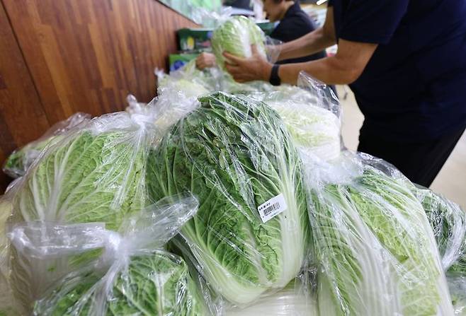 서울 시내 한 대형마트에서 소비자들이 배추를 고르고 있다.ⓒ뉴시스