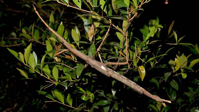 호주에서 발견된 신종 곤충 '아크로필라 알타'. 사진=앵거스 에모트/제임스 쿡 대학교