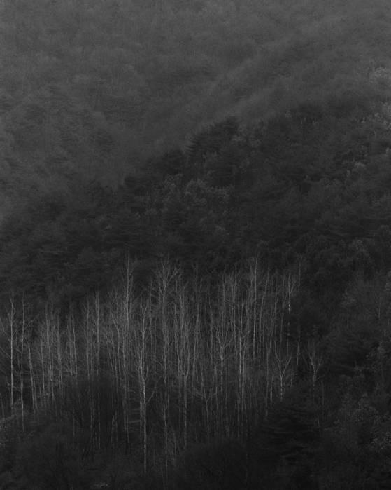 나무, tr088, 2007. gelatin silver print. [사진 민병헌]
