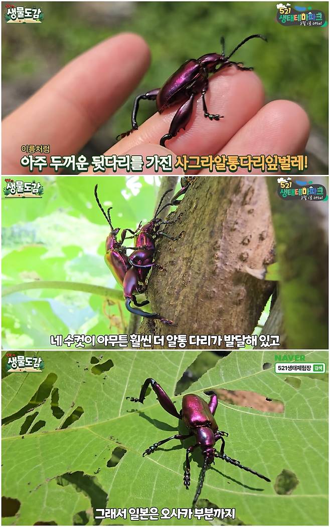 일본, 대만 등에서 골칫거리로 떠오른 해충이 남해안 일대에서 발견돼 우려가 커진다. 이 해충은 알통다리잎벌레 일종인 '사그라페모라타'(sagra femorata다./사진=유튜브 'TV생물도감' 화면 캡처