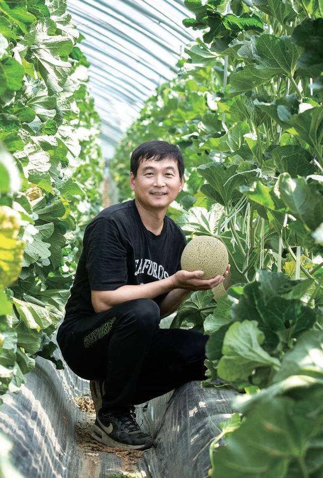 고품질 머스크멜론을 생산하고 있는 김태현 석진농장 대표. 김 대표는 하우스에 자동 제어 시스템을 갖추고 있지만 같은 하우스라 해도 위치에 따라 온도, 토양이 머금은 수분량, 측창으로 드나드는 바람에도 차이가 있어 기계 수치에만 의존하지 않고 축적된 노하우로 세심히 작물을 살핀다.