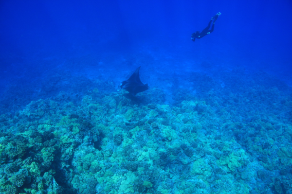 만타 레이(Manta Ray)를 볼 수 있는 야간 스노클링 투어 / 하와이관광청&nbsp;