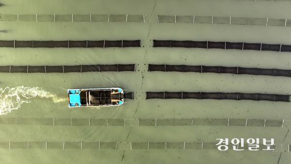 경기도의회는 높은 품질을 가진 경기 김의 가치를 조명하기 위해 지난 4일 이홍근(민·화성1) 의원이 발의를 추진하는 ‘경기도 김 산업 육성 및 지원 조례안’을 입법예고했다. 사진은 화성시 궁평항 일대 김양식장의 모습. /경인일보DB