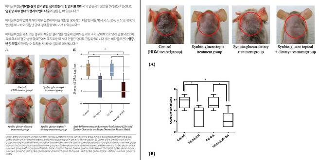 로얄하운드 홈페이지 성년기 포뮬러 제품 연구결과에 소개된 연구 결과(왼쪽)와 실제 논문 내용(다학제 디지털출판연구소 MDPI에 올라와 있는 '아토피 피부염 마우스 모델에서 신바이오-글루칸의 항염증 및 면역 조절 효과' 논문 중 일부) ⓒ 뉴스1
