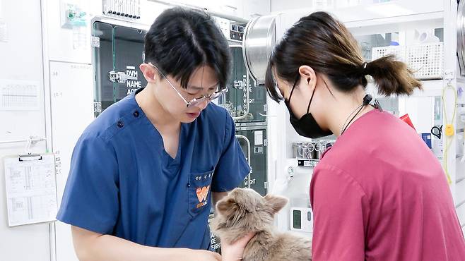 김동현 월드펫동물메디컬센터 원장이 로건이를 진료하고 있다(동물병원 제공). ⓒ 뉴스1