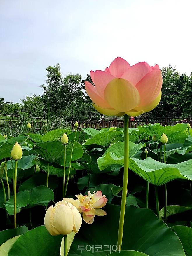 바다너울원 연꽃 개화/사진=경기도청
