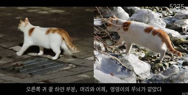 뚝섬한강공원에서 다시 만난 고양이(왼쪽), 2021년 말 찍었던 고양이(오른쪽). /유튜브 '오이칠오'