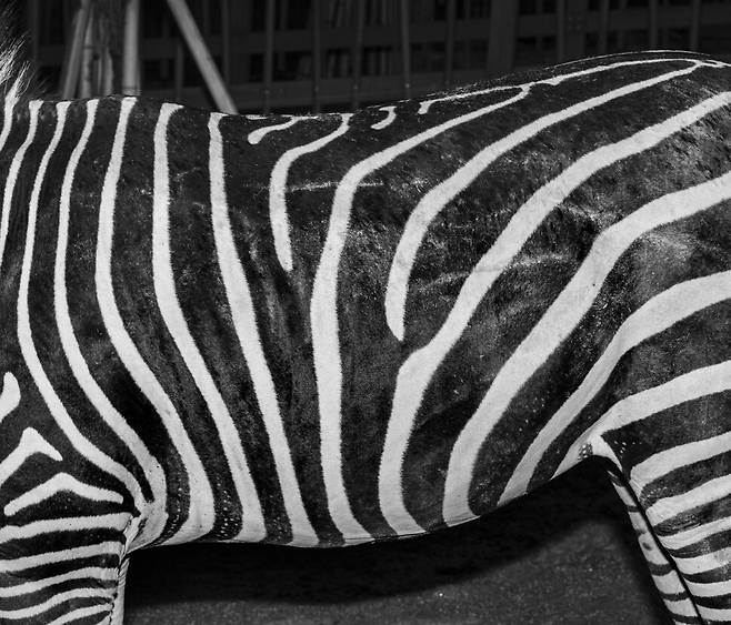 너희의 줄무늬가 사자와 같은 포식자의 시선을 어지럽히는 방향으로 진화한 결과라는 설은 그럴듯해. 하지만 선명한 무늬 탓에 오히려 눈에 띈다는 지적도 고개를 끄덕이게 하지. 사람은 참 아는 게 없단다. 모습대로라면 ‘줄무늬말’이어야 하는데, 얼룩이라서 더 좋은 너희의 이름. 2010년 서울어린이대공원.