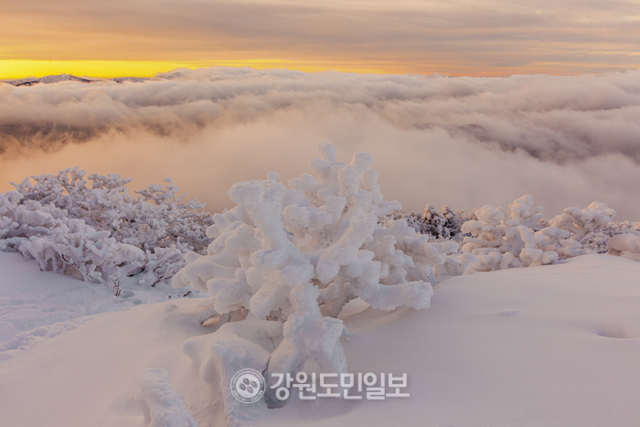 ▲ 사진작가 노남호 태백중 교장의 사진전 ‘크게 밝은 산, 함백산(咸白山)’의 도록에 수록된 ‘함백산 설화’ 작품. 노남호 작가 제공.