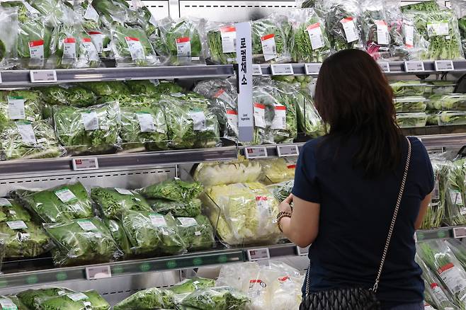 채소값이 “앗 뜨거워!” 5일 서울 시내 대형마트의 진열대에서 한 소비자가 채소를 고르고 있다. 전달 폭염·폭우로 특히 시금치, 배추 등 채소류 소비자물가가 뛰었다. 연합뉴스
