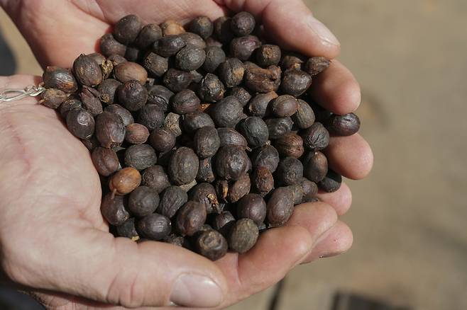 4일(현지시간) 브라질 브라간사 파울리스타의 보아 에스페란사 농장에서 농장 근로자가 가공된 커피콩을 들고 있다. AP연합뉴스
