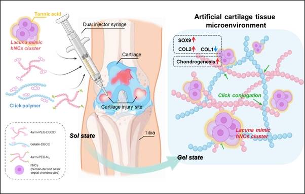 사람 유래 비중격 연골세포와 클릭 화학 기반 하이드로겔 이용한 연골의 라쿠나 구조를 모사한 연골 재생 기술 모식도. /자료=해당 연구팀