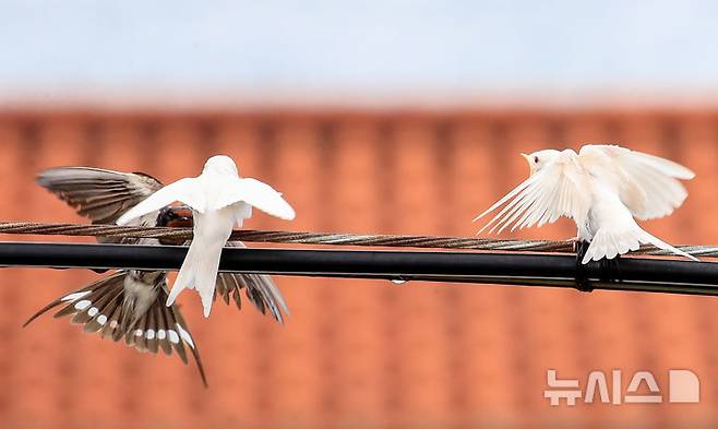 [서귀포=뉴시스] 우장호 기자 = 5일 오전 제주 서귀포시 대포동 인근 거리 전신주에  이소를 앞둔 흰색 제비가 날아와 어미새에게 먹이를 받아 먹고 있다. 2025.08.05. woo1223@newsis.com
